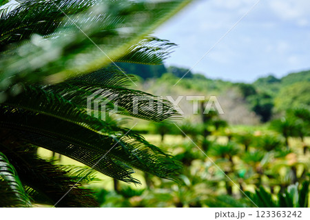 かっこいいソテツの葉っぱ かっこいいソテツの葉っぱ 123363242