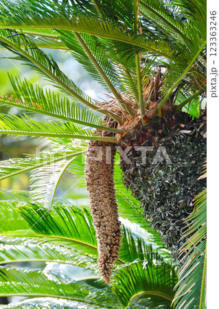 伸びるソテツ 123363246