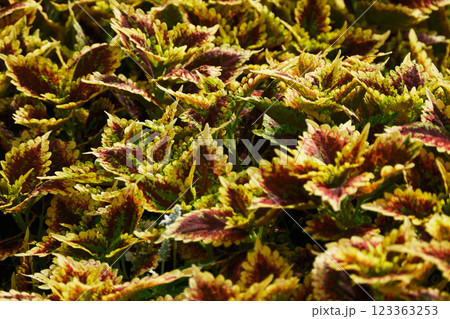 黄色い葉っぱのコリウス 123363253