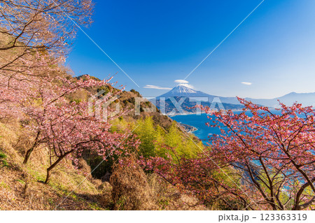 【静岡県】河津桜咲く、薩埵峠（さったとうげ）から見る富士山 123363319
