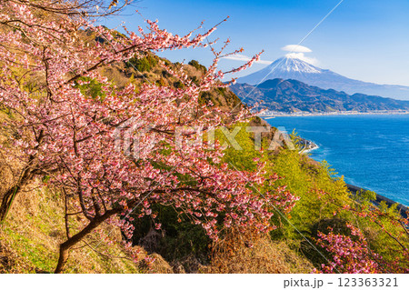 【静岡県】河津桜咲く、薩埵峠（さったとうげ）から見る富士山 123363321