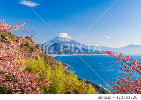 【静岡県】河津桜咲く、薩埵峠(さったとうげ)から見る富士山 【静岡県】河津桜咲く、薩埵峠(さったとうげ)から見る富士山 123363326