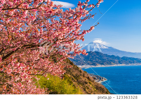 【静岡県】河津桜咲く、薩埵峠(さったとうげ)から見る富士山 【静岡県】河津桜咲く、薩埵峠(さったとうげ)から見る富士山 123363328