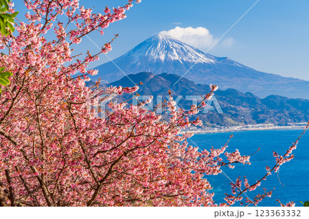 【静岡県】河津桜咲く、薩埵峠（さったとうげ）から見る富士山 123363332