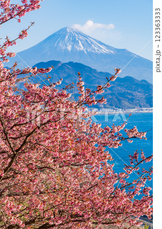 【静岡県】河津桜咲く、薩埵峠（さったとうげ）から見る富士山 123363333