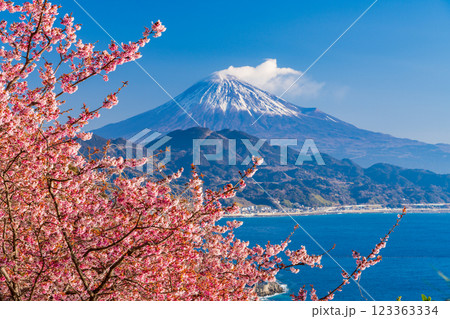 【静岡県】河津桜咲く、薩埵峠（さったとうげ）から見る富士山 123363334