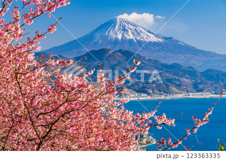 【静岡県】河津桜咲く、薩埵峠(さったとうげ)から見る富士山 【静岡県】河津桜咲く、薩埵峠(さったとうげ)から見る富士山 123363335