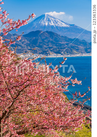 【静岡県】河津桜咲く、薩埵峠（さったとうげ）から見る富士山 123363336