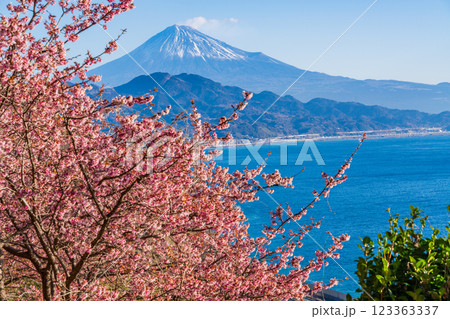 【静岡県】河津桜咲く、薩埵峠（さったとうげ）から見る富士山 123363337