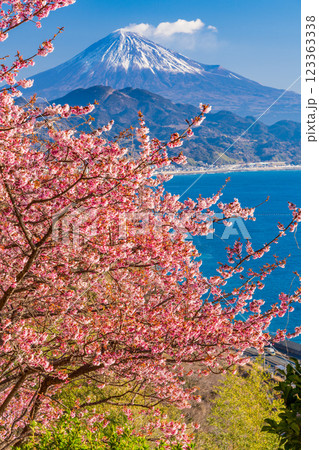 【静岡県】河津桜咲く、薩埵峠（さったとうげ）から見る富士山 123363338