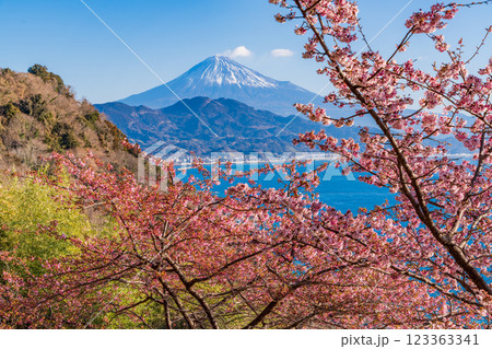 【静岡県】河津桜咲く、薩埵峠（さったとうげ）から見る富士山 123363341
