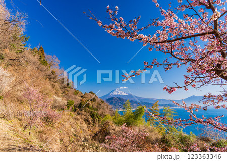 【静岡県】河津桜咲く、薩埵峠（さったとうげ）から見る富士山 123363346