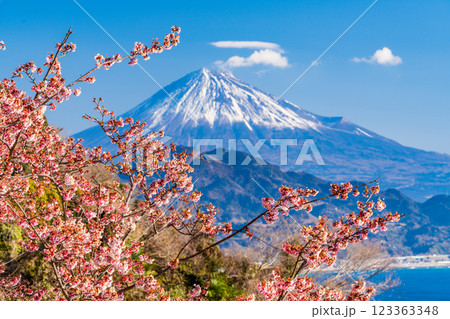 【静岡県】河津桜咲く、薩埵峠(さったとうげ)から見る富士山 【静岡県】河津桜咲く、薩埵峠(さったとうげ)から見る富士山 123363348