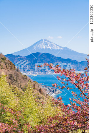【静岡県】河津桜咲く、薩埵峠（さったとうげ）から見る富士山 123363350