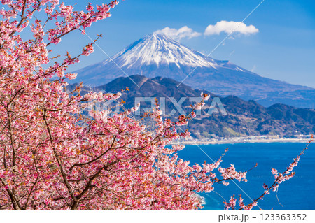 【静岡県】河津桜咲く、薩埵峠（さったとうげ）から見る富士山 123363352