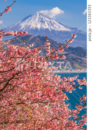 【静岡県】河津桜咲く、薩埵峠（さったとうげ）から見る富士山 123363355