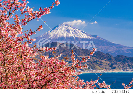 【静岡県】河津桜咲く、薩埵峠（さったとうげ）から見る富士山 123363357