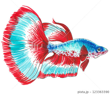 Colourful fish. Hand drawn watercolour illustration 123363390