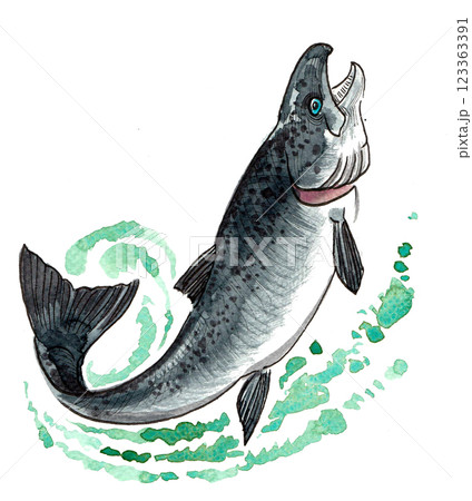 Jumping salmon fish. Hand drawn watercolour illustration 123363391