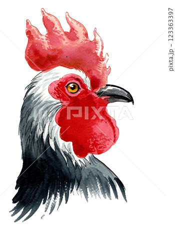 Rooster head. Hand drawn watercolour illustration Rooster head. Hand drawn watercolour illustration 123363397