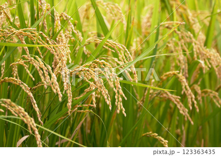 収穫前の稲穂の風景 123363435
