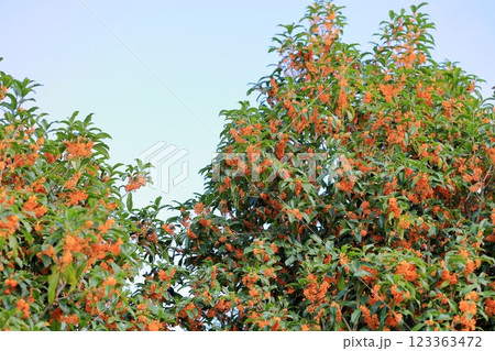 爽やか　秋花　キンモクセイの花 123363472