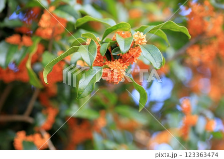 爽やか 秋花 キンモクセイの花 爽やか 秋花 キンモクセイの花 123363474