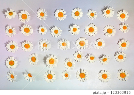 Beautiful chamomile flowers on a light background in water, flower arrangement and summer banner, greeting card for wedding, birthday, template for design, selective focus 123363916