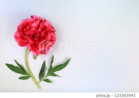 Abstract floral composition, flat lay, beautiful burgundy peonies on an elegant background, spring and summer banner. Creative modern bouquet. Mother's Day card, happy birthday, wedding, pattern, 123363943