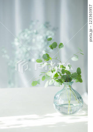 ガラス花瓶に入ったユーカリの枝 123363957