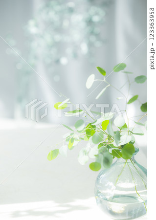 ガラス花瓶に入ったユーカリの枝 ガラス花瓶に入ったユーカリの枝 123363958