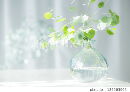 ガラス花瓶に入ったユーカリの枝 123363963