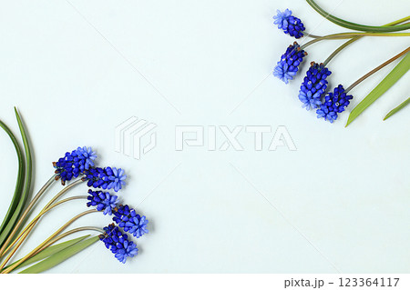 Abstract floral composition, beautiful spring muscari flowers on a light background, banner, still life with space for text, floral holiday card, summer greeting concept, 123364117