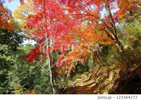 ひなたの紅葉 123364272