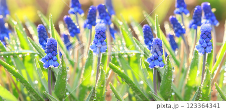 Abstract floral banner,background. Delicate muscari flowers in the spring garden. Spring arrival concept, floral card, template for design, selective focus 123364341