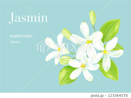 ジャスミンの水彩イラスト ジャスミンの水彩イラスト 123364378