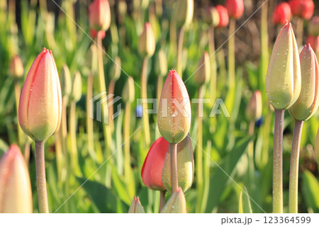 Spring blurred background with bokeh and tulip, abstract first flowers on bokeh background at sunset, delicate colors of flowers in the rays of the sun Spring blurred background with bokeh and tulip, abstract first flowers on bokeh background at sunset, delicate colors of flowers in the rays of the sun 123364599