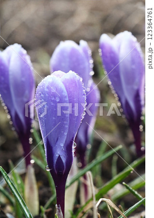 The first spring flowers, snowdrops and crocuses with drops after rain, blurred background with beautiful bokeh, spring has come, spring road, the awakening of a new life The first spring flowers, snowdrops and crocuses with drops after rain, blurred background with beautiful bokeh, spring has come, spring road, the awakening of a new life 123364761