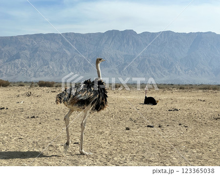 African ostrich (lat. - Struthio camelus) in the Yotvata Hai-Bar Nature Reserve 123365038