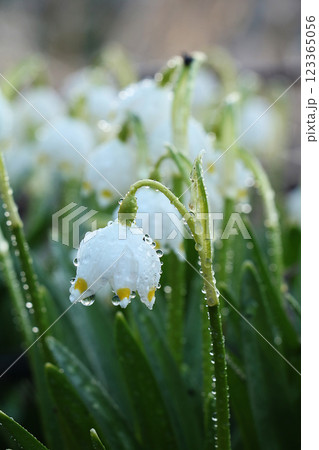 Spring blurred floral background with drops and bokeh, Birth of a new life. Snowdrops run in the sun, selective focus, screen saver Spring blurred floral background with drops and bokeh, Birth of a new life. Snowdrops run in the sun, selective focus, screen saver 123365056