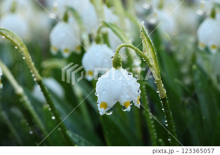 Spring blurred floral background with drops and bokeh, Birth of a new life. Snowdrops run in the sun, selective focus, screen saver Spring blurred floral background with drops and bokeh, Birth of a new life. Snowdrops run in the sun, selective focus, screen saver 123365057