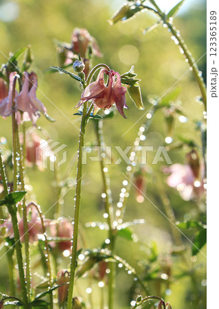 Spring colors with bokeh and drops, selective focus, Abstract early flowers on the background of bokeh at sunrise, morning dew and freshness in the garden. 123365189