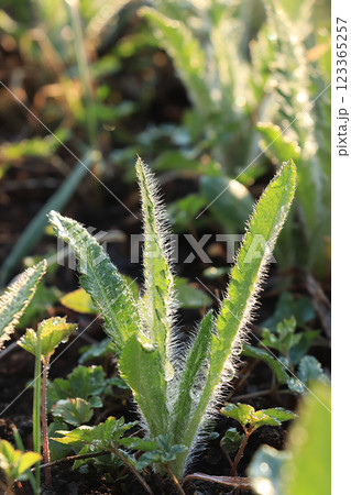 Spring colors with bokeh and drops, abstract early flowers on bokeh background at sunrise, morning dew and freshness in the garden. Spring colors with bokeh and drops, abstract early flowers on bokeh background at sunrise, morning dew and freshness in the garden. 123365257