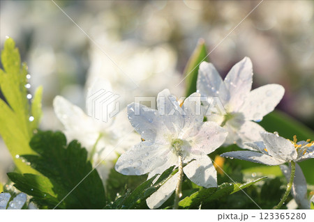 Spring coverings with bokeh and drops, abstract early flowers on bokeh background at sunrise, morning dew and freshness in the garden. Spring coverings with bokeh and drops, abstract early flowers on bokeh background at sunrise, morning dew and freshness in the garden. 123365280