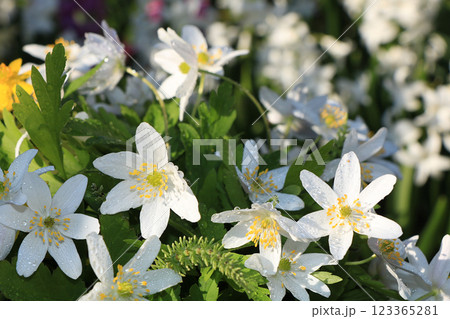 Spring coverings with bokeh and drops, abstract early flowers on bokeh background at sunrise, morning dew and freshness in the garden. Spring coverings with bokeh and drops, abstract early flowers on bokeh background at sunrise, morning dew and freshness in the garden. 123365281