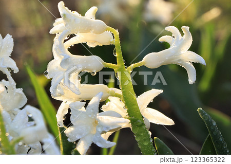 Spring colors with bokeh and drops, abstract early flowers on bokeh background at sunrise, morning dew and freshness in the garden. 123365322