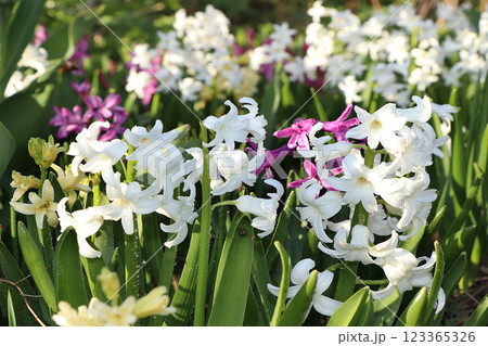 Spring colors with bokeh and drops, abstract early flowers on bokeh background at sunrise, morning dew and freshness in the garden. 123365326