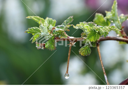 The first sprouts of raspberry in the spring with drops on the bokeh background, morning dew and freshness in the garden in the early morning, the birth of a new life, the leaves in the rays of the 123365357