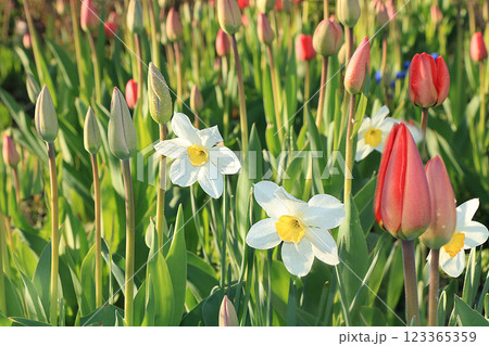 Spring blurred background with bokeh and tulip, abstract first flowers on bokeh background at sunset, delicate colors of flowers in the rays of the sun 123365359