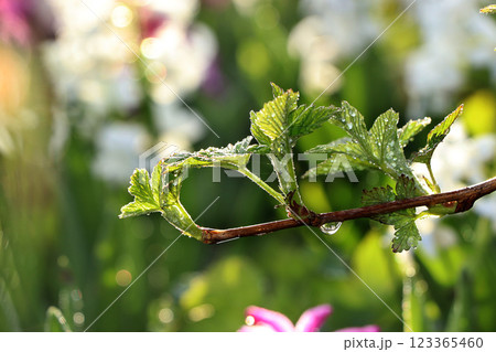 The first sprouts of raspberry in the spring with drops on the bokeh background, morning dew and freshness in the garden in the early morning, the birth of a new life, the leaves in the rays of the The first sprouts of raspberry in the spring with drops on the bokeh background, morning dew and freshness in the garden in the early morning, the birth of a new life, the leaves in the rays of the 123365460